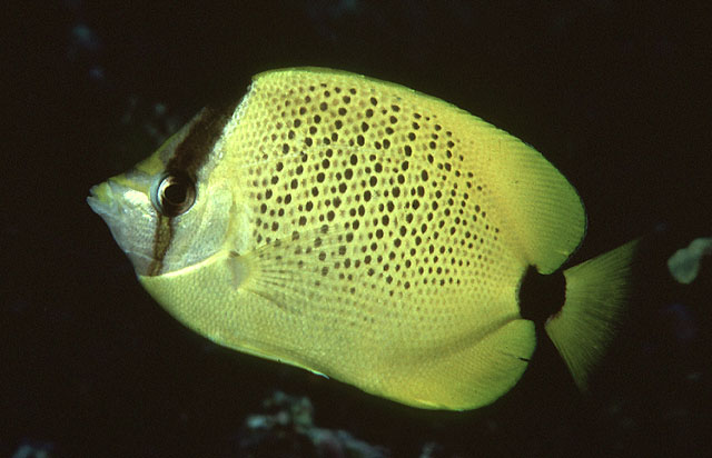 Chaetodon miliaris