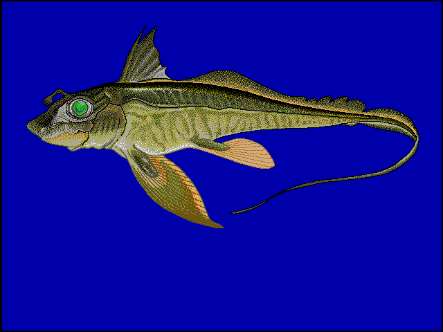 Chimaera monstrosa