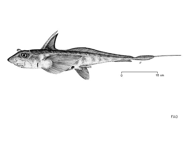 Chimaera monstrosa