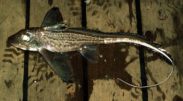 Chimaera monstrosa