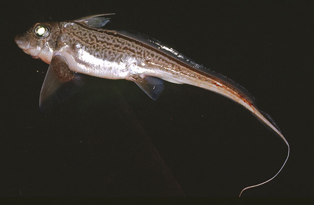 Chimaera monstrosa