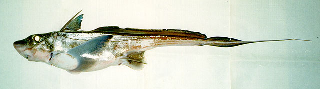 Chimaera monstrosa