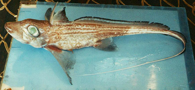 Chimaera monstrosa