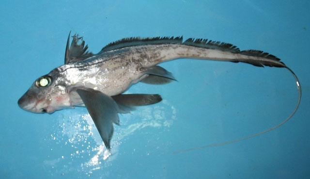 Chimaera monstrosa