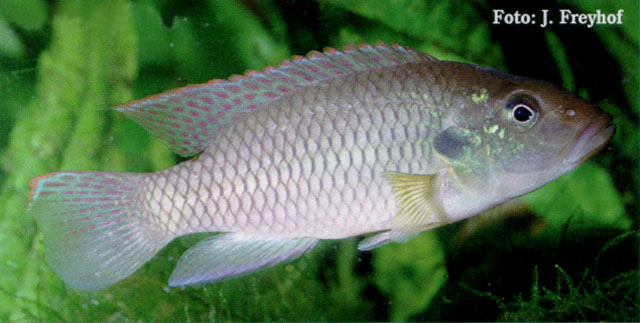 Chromidotilapia mrac