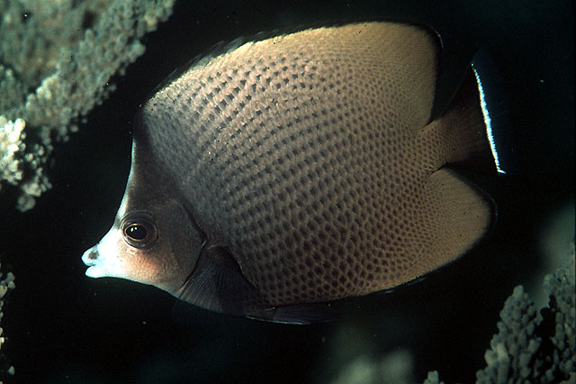 Chaetodon nigropunctatus