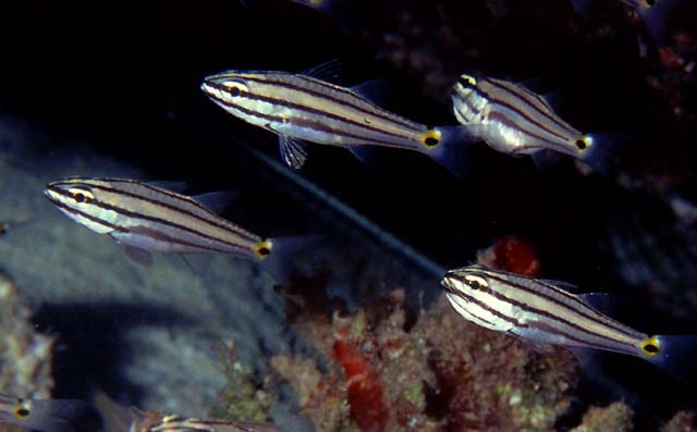 Cheilodipterus novemstriatus