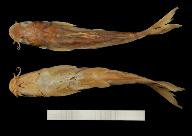 Chrysichthys nyongensis