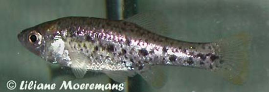 Chapalichthys pardalis