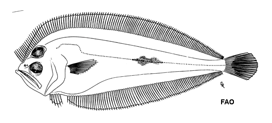 Chascanopsetta prorigera