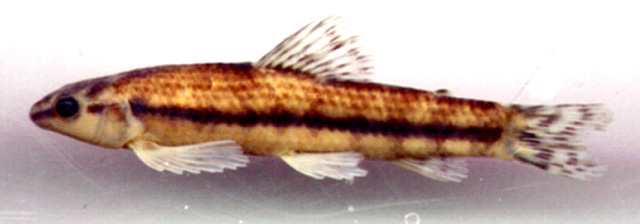 Characidium pterostictum