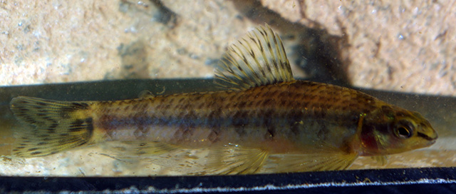 Characidium pterostictum