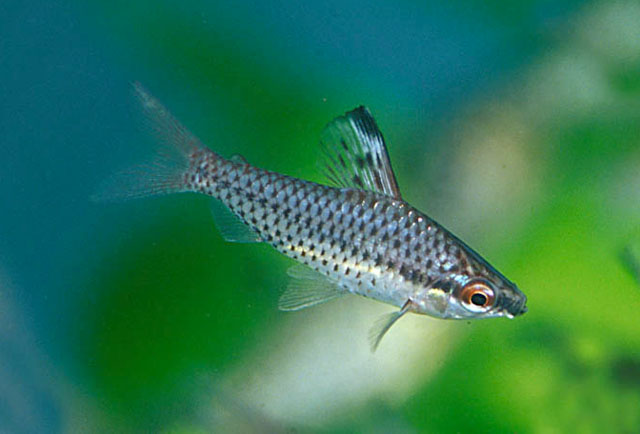 Chilodus punctatus