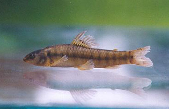 Characidium purpuratum