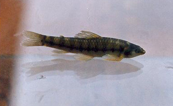 Characidium purpuratum