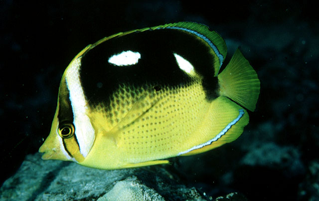 Chaetodon quadrimaculatus