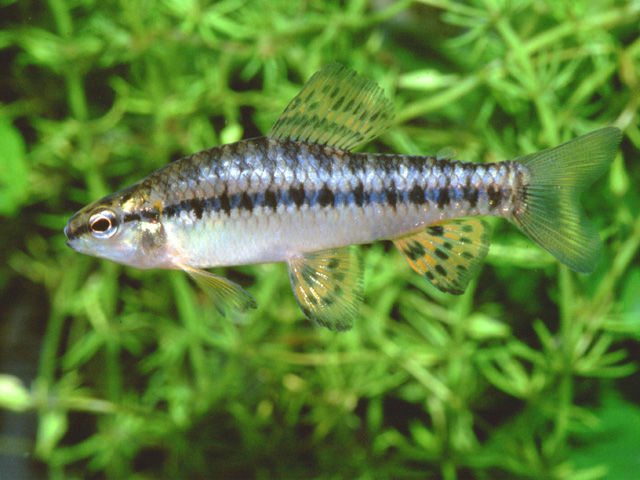 Characidium rachovii