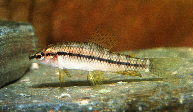 Characidium rachovii