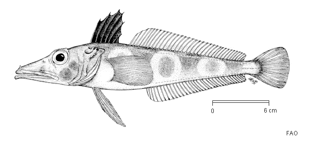 Chionodraco rastrospinosus