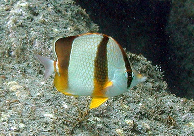 Chaetodon robustus