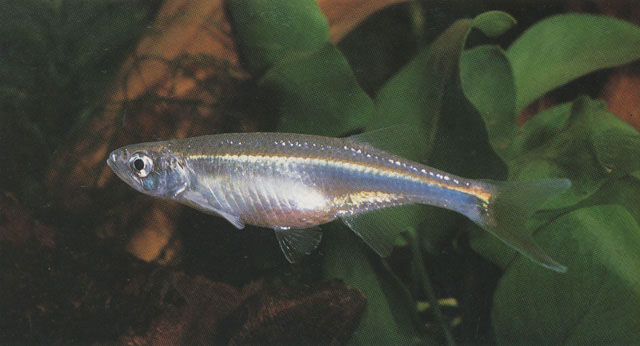 Chelaethiops rukwaensis