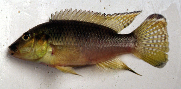 Chromidotilapia schoutedeni