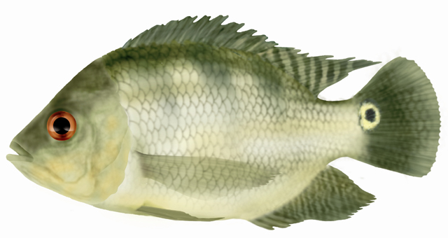 Chaetobranchus semifasciatus