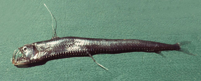 Chauliodus sloani