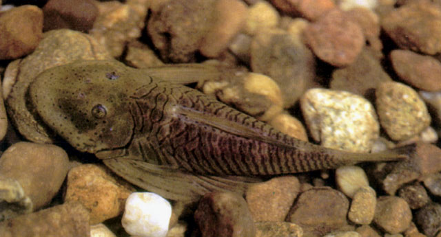 Chaetostoma sovichthys