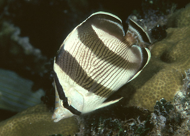 Chaetodon striatus