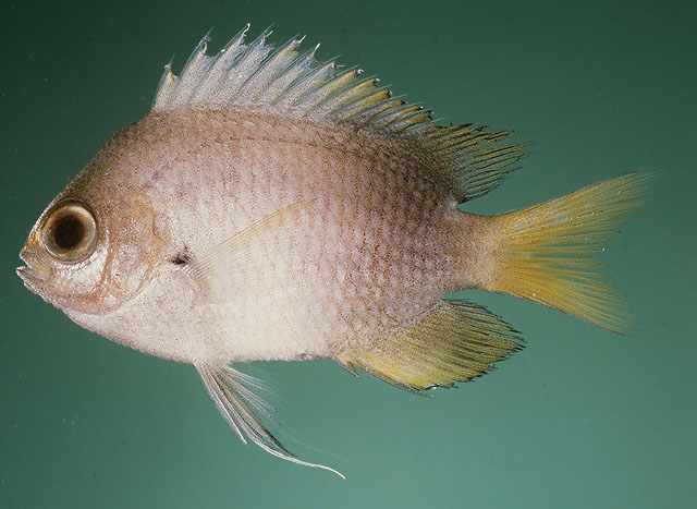 Chromis struhsakeri