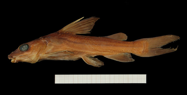 Chrysichthys thysi