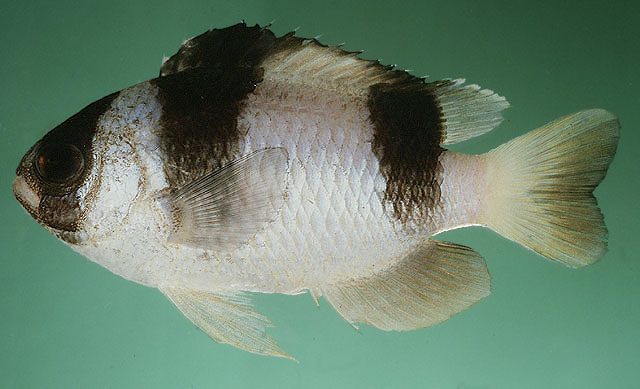 Amblypomacentrus tricinctus