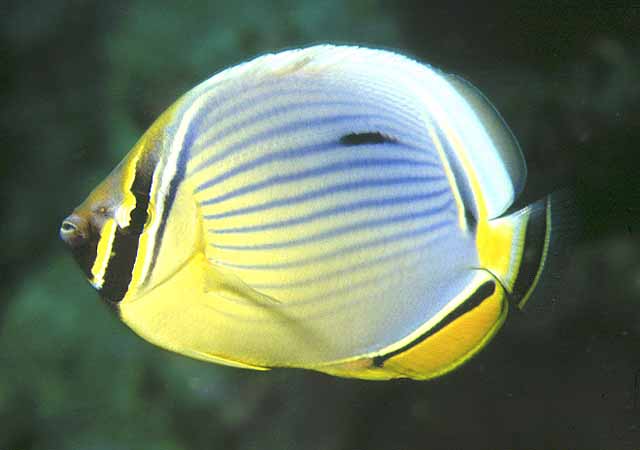 Chaetodon trifasciatus