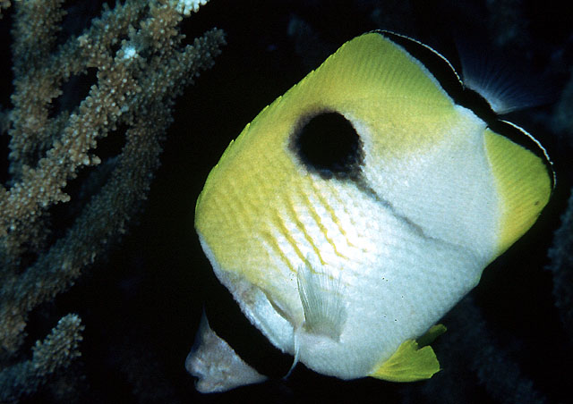 Chaetodon unimaculatus