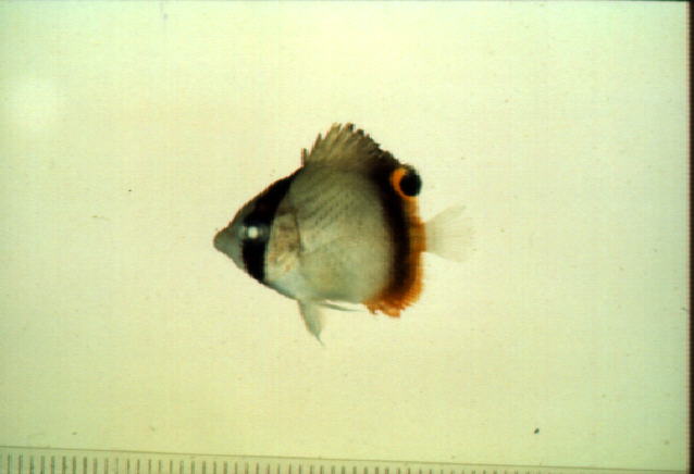 Chaetodon vagabundus