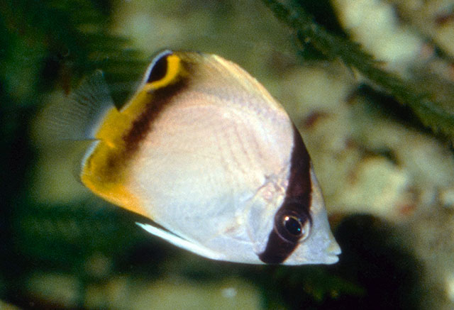 Chaetodon vagabundus