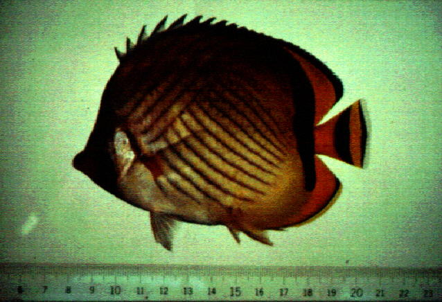 Chaetodon vagabundus