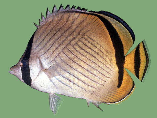 Chaetodon vagabundus