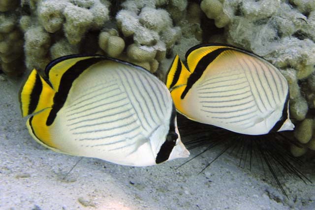 Chaetodon vagabundus