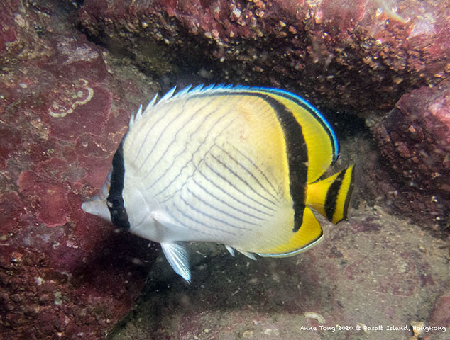 Chaetodon vagabundus