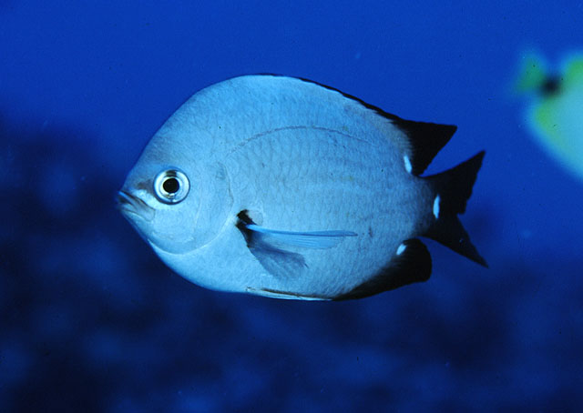 Chromis verater