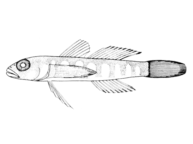 Chriolepis vespa