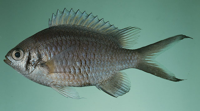 Chromis weberi