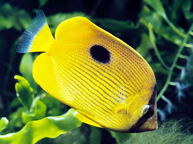 Chaetodon zanzibarensis