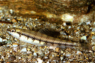 Characidium zebra