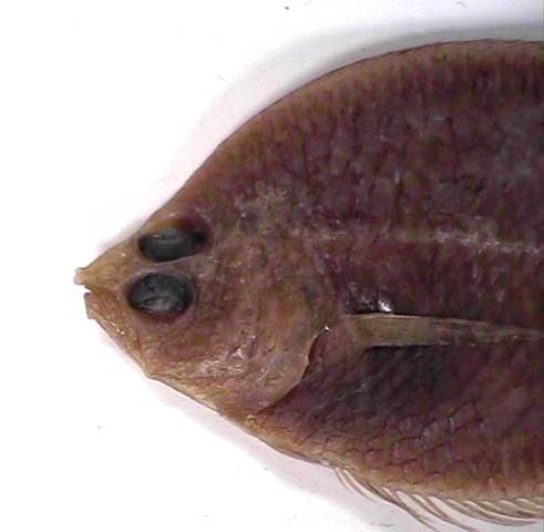 Citharichthys arctifrons