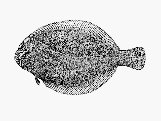 Citharichthys arenaceus