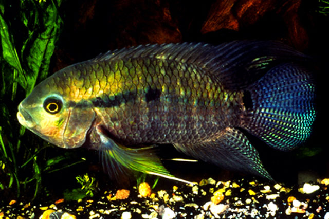 Cichlasoma bimaculatum