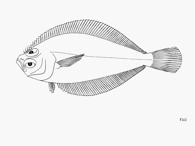 Citharichthys fragilis